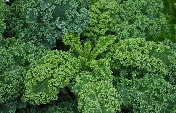 Easy Kale Salad for healthy “stress eating”